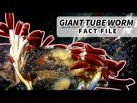 Video: Dab tsi noj giant tube worms?