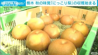 栃木特産「にっこり梨」の収穫　1kg超えの大玉も(2021年9月29日)