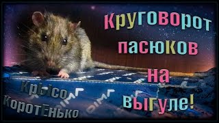 Пасюки | Круговорот пасюков на выгуле... (Wild Rats | Дикие крысы) Пасюки | Круговорот пасюков на выгуле... (Wild Rats | Дикие крысы)