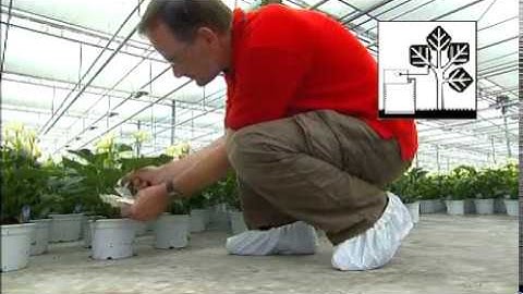 Introduction  sachet THRIPEX-PLUS / SPICAL-PLUS