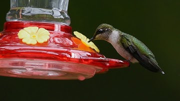 Ruby-throated Hummingbird at Feeder