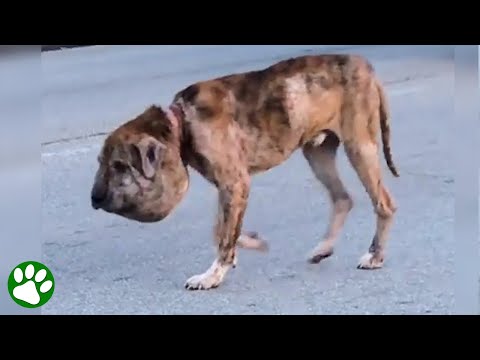 Ein obdachloser Hund, der mit einem Kürbis großen Kopf durch die Straßen läuft, ist kaum zu erkennen