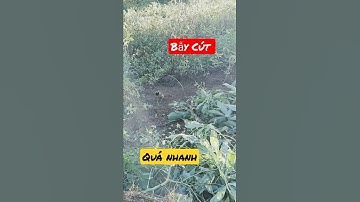 Bẫy cút rừng/bẫy chim cút rừng