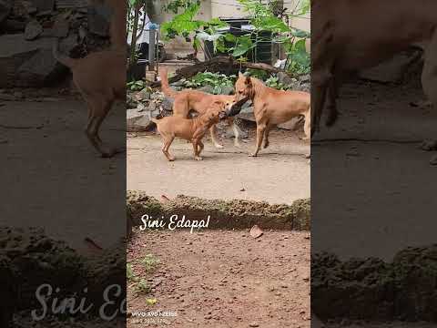 ആര് ജയിക്കും  Dogs Competition