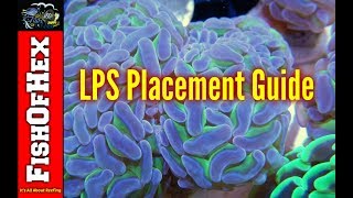 Beginner Guide To LPS Placement In A Reef Tank