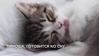 Маленький котенок засыпает Маленький котенок засыпает