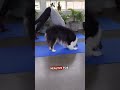 This dog is incredible at yoga! 