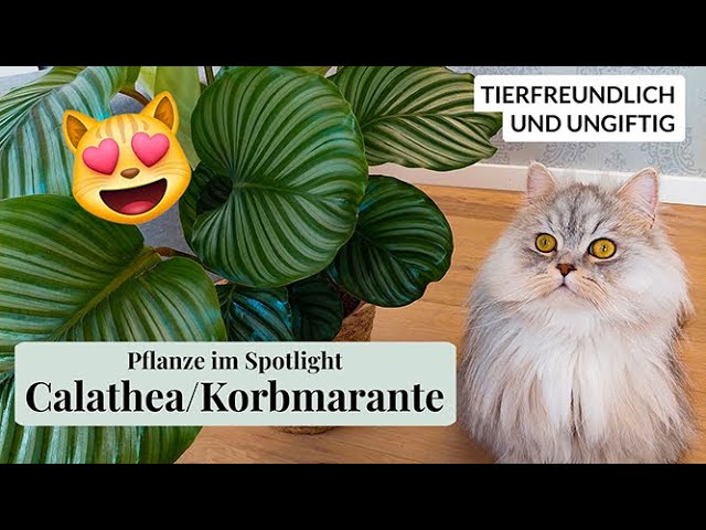 Tierfreundliche Pflanze im Spotlight: Calathea alias Korbmarante