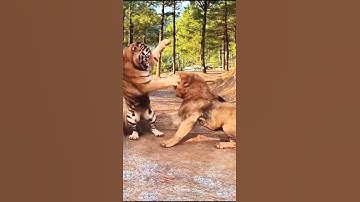 Epic Battle: Tiger vs Lion – Who is the True King of the Jungle?