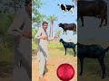 Cow , buffalo,goat,lion new video short #viral #vfx #abs #viralvideo #shorts