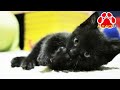 親とはぐれ一匹でいた 野良子猫を保護した【瀬戸の黒猫日記】