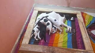 chiot pointer 0670845435