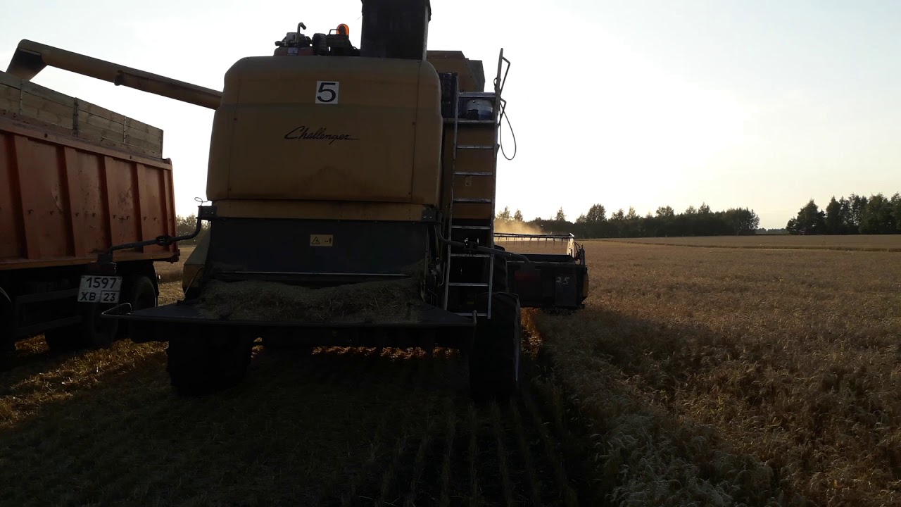 Маз 6516 уборка урожая 2019.