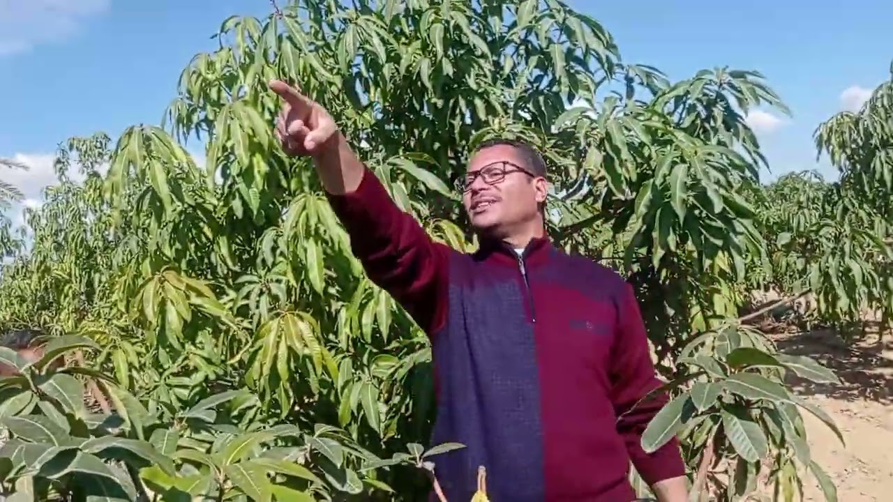 طرق مكافحة الحشائش وملوحة الارض . في مزارع المانجو دكتور/السيد قاعود #مكافحة -مانجو