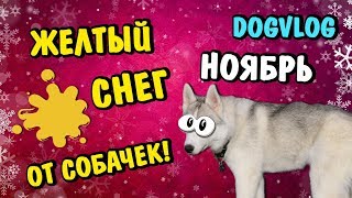НОЯБРЬ - ЭТО ЖЕЛТЫЙ СНЕГ ОТ СОБАЧЕК :) Говорящая собака НОЯБРЬ - ЭТО ЖЕЛТЫЙ СНЕГ ОТ СОБАЧЕК :) Говорящая собака