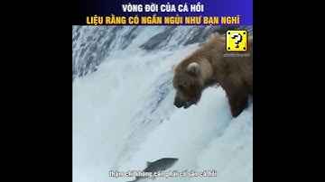Hành Trình Kỳ Diệu: Vòng Đời Của Cá Hồi 🐟🌊#CáHồi #ThiênNhiên #ĐộngVậtHoangDã #KhámPhá #SinhHọc