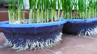 Share Technique Growing Garlic on the Balcony, Techniques Growing clean Vegetables at Home