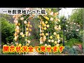 【あれから一年】早咲きのバラ満開になりました！(._.)