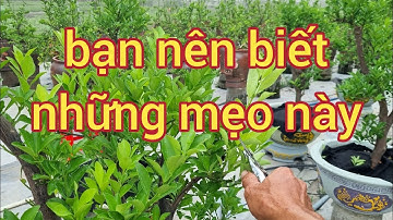 Một số mẹo và cách chăm sóc cây quất  trên chum chậu  sđt 0988063918