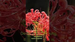 The Mystery and Uniqueness of Spider Lily Flowers