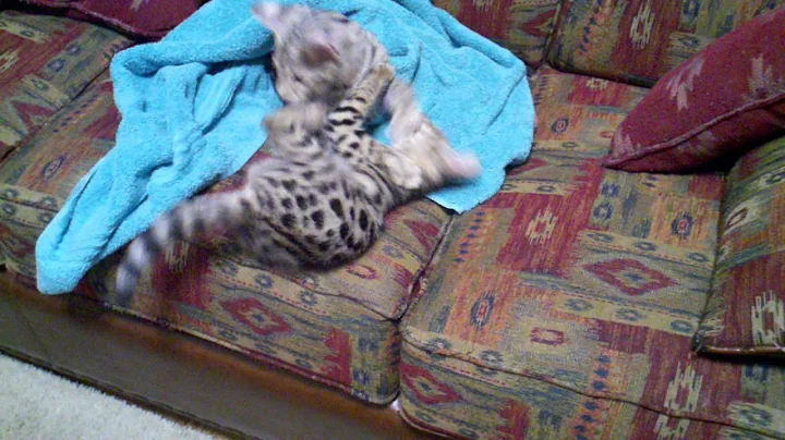 Watch the video about F1 Savannah Drinkwater Sahara and Senya playing