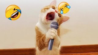 ❤️😍 Try Not To Laugh Dogs And Cats 😍😸 Best Funny Animal Videos #15