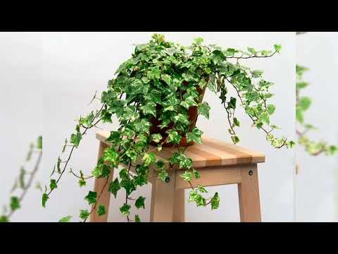Видео: Самые простые комнатные растения