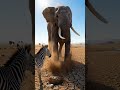 Wait for the end... 😱🐘