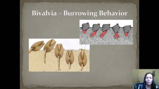 Zoology - Phylum Mollusca