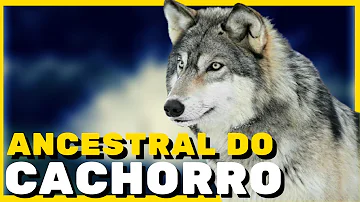 Como anda a situação do lobo cinzento?
