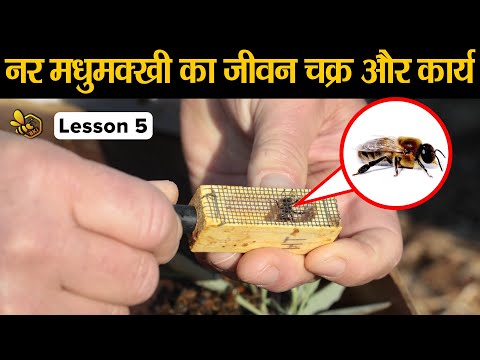 वीडियो: मधुमक्खियों में ड्रोन किससे उत्पन्न होते हैं?
