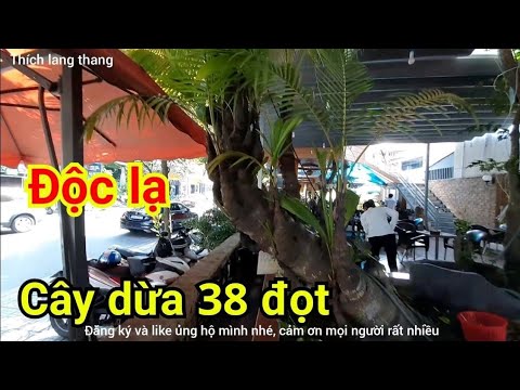 Video Độc lạ cây dừa ta 38 đọt có 1-0-2 ở Việt Nam - youtube