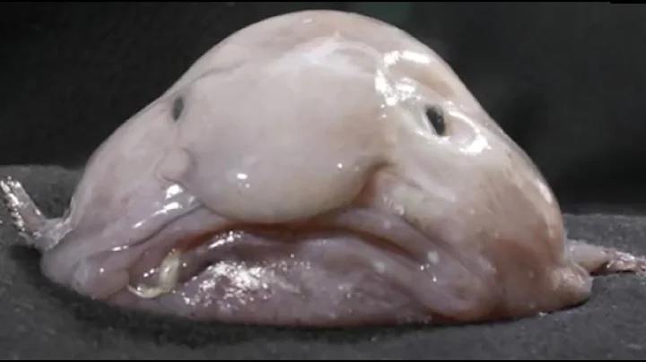 Facts: The Blobfish - DayDayNews