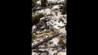 Split Birch Tree dismantle over live powerlines "pull"