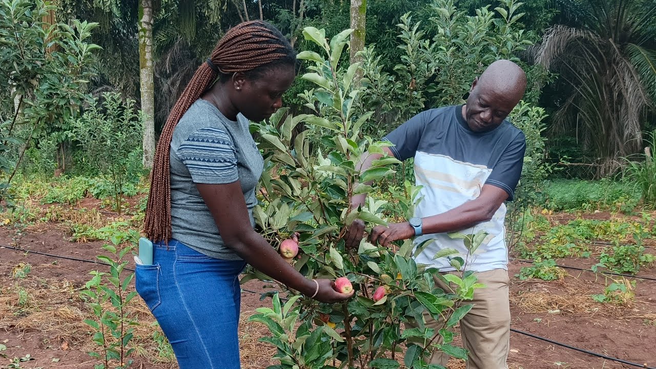 Meet the Farmer Defying All Odds and Misconceptions by Growing Wambugu Apples in Northern Uganda