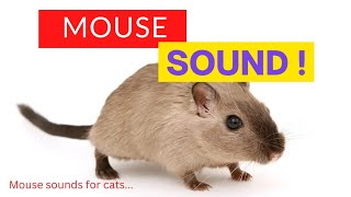 Rat Sounds Effect | Mouse Sound ( Mouse Sounds for Cats )