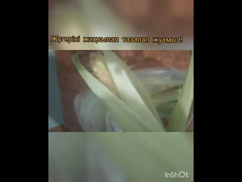БУҒА ПІСКЕН ЖҮГЕРІ ! КУКУРУЗА НА ПАРУ! #shorts