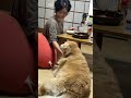 大型犬の甘え方が可愛すぎる。 #ゴールデンレトリーバー #大型犬のいる生活