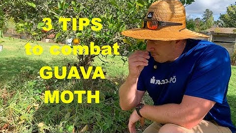 3 TIPS to combat Guava Moth (wish we had been told these 5 years ago)