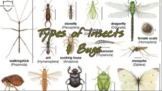 Types of Insects and Bugs #insects #insect_addict #insecthome #insectsnames #insectspecies #bugs