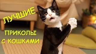 приколы с котиками , котики приколы 2018 , смех до слёз приколы с кошками приколы с котиками , котики приколы 2018 , смех до слёз приколы с кошками