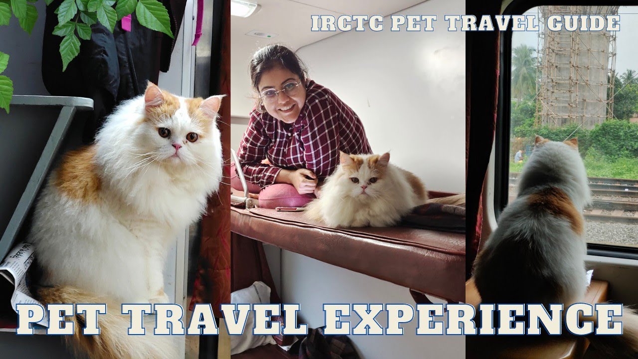 IRCTC guide to carry pet I Indian Railways Pet travel Rule I Cat travel