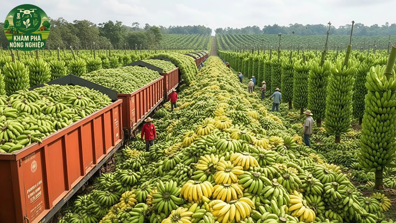 Vụ Thu Hoạch Đáng Kinh Ngạc 2025 – Hàng Triệu Tấn Nông Sản Được Thu Hoạch Bằng Máy Móc Hiện Đại!
