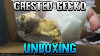 Unboxing A New Tricolor Crested Gecko From Pangea Reptiles!