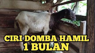 Ciri - ciri domba garut hamil 1 bulan, bagaimana cirinya ya....