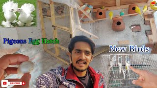 New birds colony me chor diye || pigeon egg hatching || SA Life