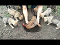 Puppies help owners - bury poor dead mother hens