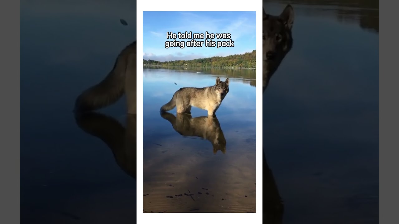 I Rescued A Wolf Pup And This Happened