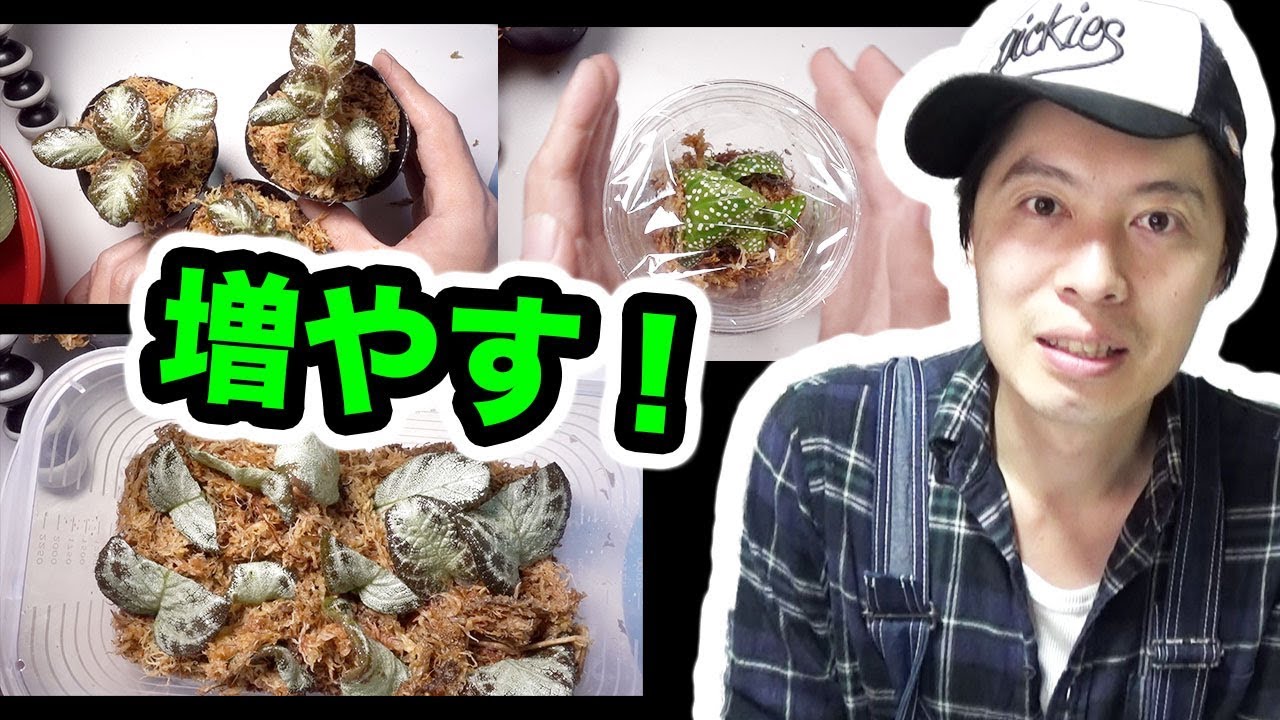 熱帯雨林植物」ソネリラ＆エピスシアの増殖！葉挿し＆挿し木に挑戦