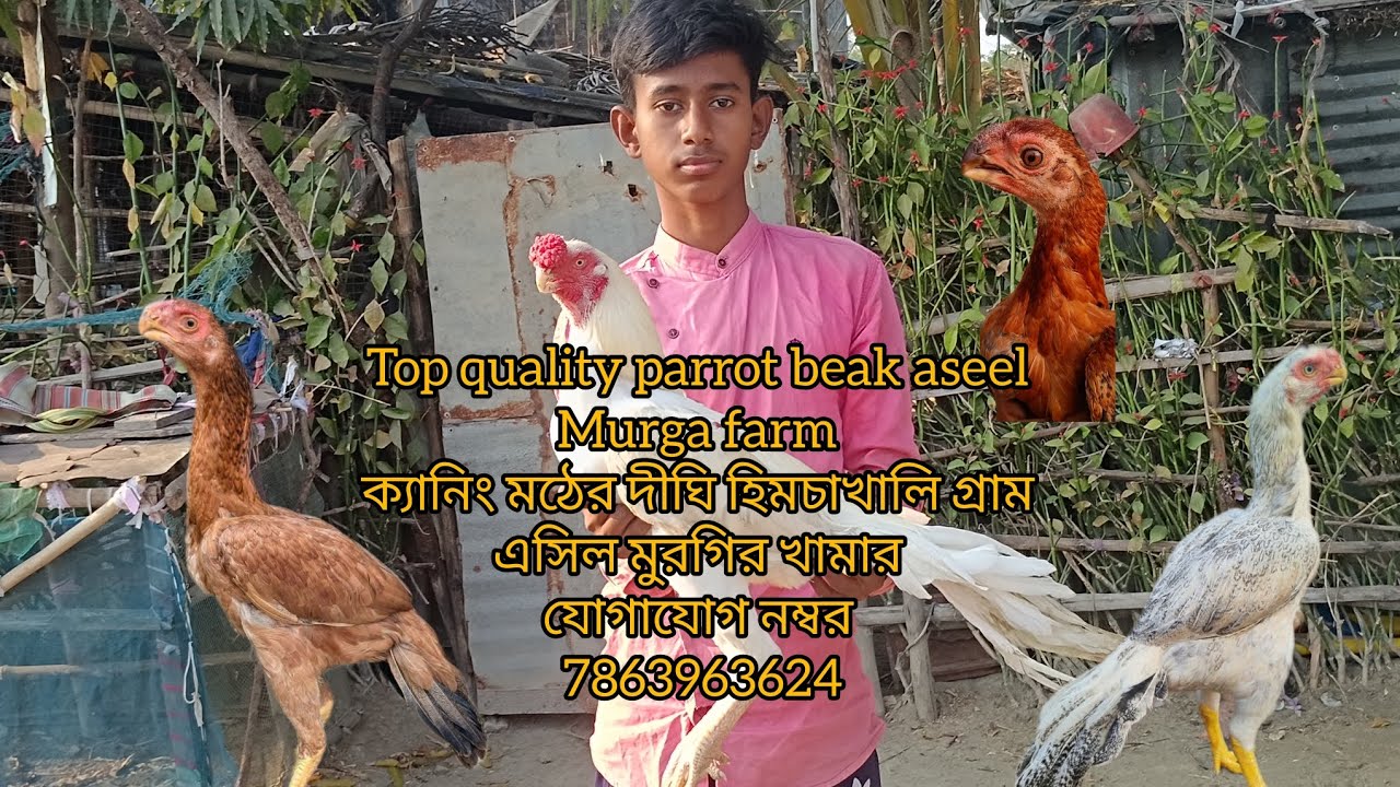 Top quality parrot beak aseel murge farm ! ক্যানিং মঠের দীঘি হিমচাখালি গ্রাম এসিল মুরগির খামার 